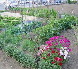 市民農園の写真2