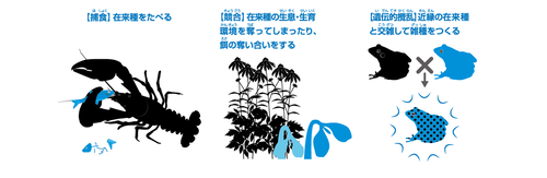 環境省　日本の外来種対策　侵略的な外来種より抜粋