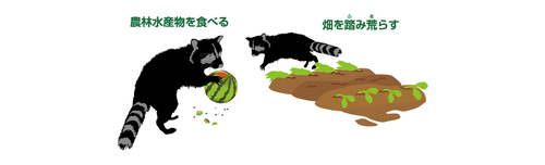 環境省　日本の外来種対策　侵略的な外来種より抜粋