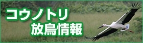 コウノトリ放鳥情報