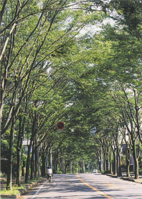 市の木 けやき並木の写真 