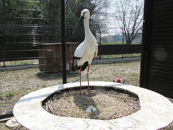 コウノトリと卵の写真