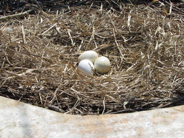 コウノトリの卵の写真
