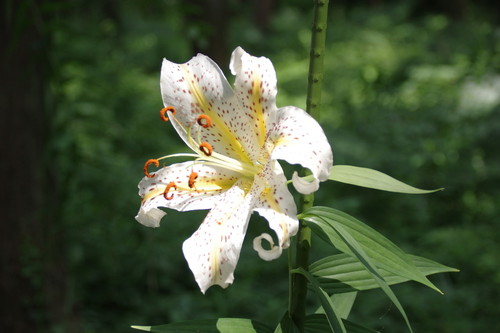 ヤマユリの花