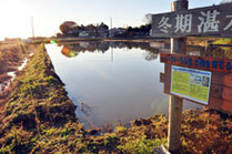 冬季湛水水田