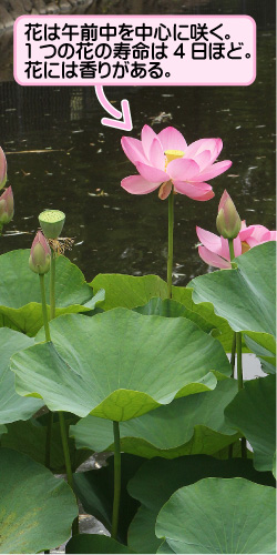 ハスの画像その1。花は午前中を中心に咲く。1つの花の寿命は4日ほど。花には香りがある。