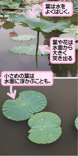 ハスの画像その3。葉は水をよくはじく。葉や花は水面から大きく突き出る。小さめの葉は水面に浮かぶことも。