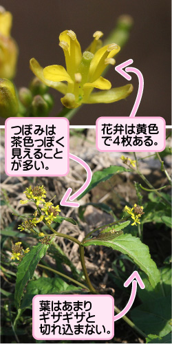 イヌガラシの画像その1。花弁は黄色で4枚ある。つぼみは茶色っぽく見えることが多い。葉はあまりギザギザと切れ込まない。