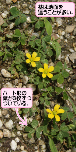 カタバミの画像その1。茎は地面を這うことが多い。ハート形の葉が3枚ずつついている。