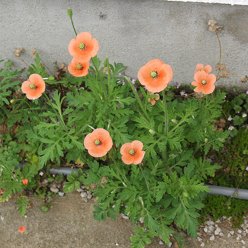 開花後のナガミヒナゲシの画像