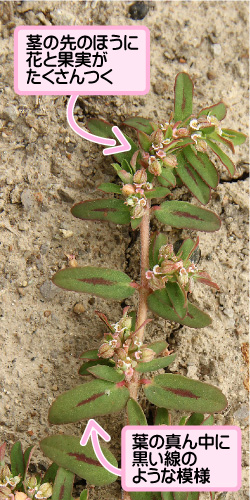 コニシキソウの画像その2。茎の先のほうに花と果実がたくさんつく。葉の真ん中に黒い線のような模様。