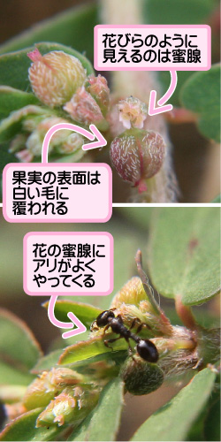 コニシキソウの画像その3。花びらのように見えるのは蜜腺。果実の表面は白い毛に覆われる。花の蜜腺にアリがよくやってくる。