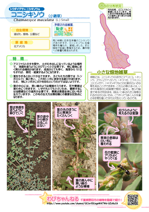 コニシキソウの図鑑