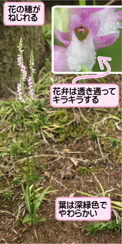 ネジバナの画像その1。花の穂がねじれる。花弁は透き通ってキラキラする。葉は深緑色でやわらかい。