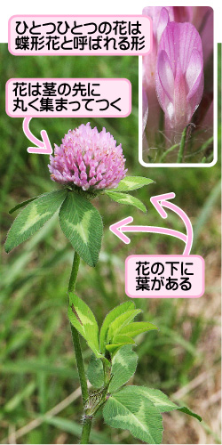 アカツメクサの画像その1。ひとつひとつの花は蝶形花と呼ばれる形。花は茎の先に丸く集まってつく。花の下に葉がある。