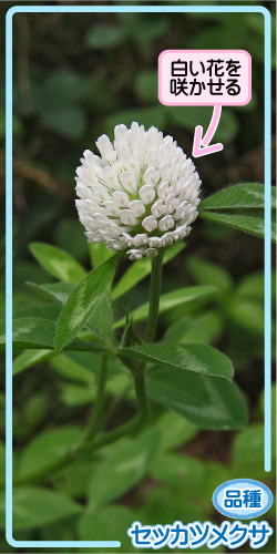 アカツメクサの画像その3。品種、セッカツメクサ。白い花を咲かせる。