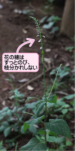 ハエドクソウの画像その1。花の穂はすっとのび、枝分かれしない。