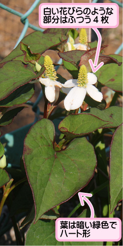 ドクダミの画像その1。白い花びらのような部分はふつう4枚。葉は暗い緑色でハート形。
