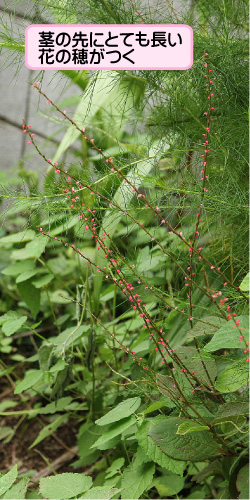 ミズヒキの画像その1。茎の先にとても長い花の穂がつく。