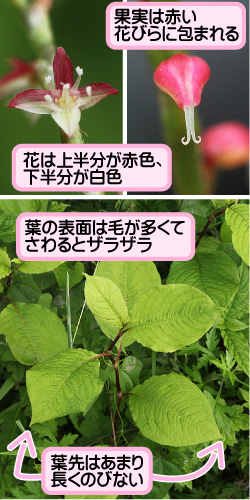 ミズヒキの画像その2。花は上半分が赤色、下半分が白色。果実は赤い花びらに包まれる。葉の表面は毛が多くてさわるとザラザラ。葉先はあまり長くのびない。