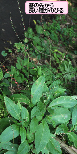 シンミズヒキの画像その1。茎の先から長い穂がのびる。