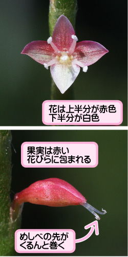 シンミズヒキの画像その2。花は上半分が赤色下半分が白色。果実は赤い花びらに包まれる。めしべの先がくるんと巻く。