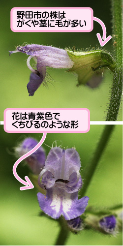 アキノタムラソウの画像その2。野田市の株はがくや茎に毛が多い。花は青紫色でくちびるのような形。