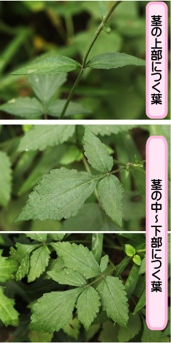 アキノタムラソウの画像その3。茎の上部につく葉。茎の中から下部につく葉。