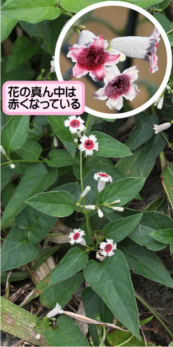 ヘクソカズラの画像その1。花の真ん中は赤くなっている。