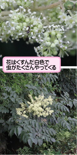 タラノキの画像その1。花はくすんだ白色で虫がたくさんやってくる。