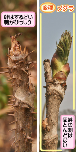 タラノキの画像その3。幹はするどい刺がびっしり。変種・メダラ。幹の刺はほとんどない。