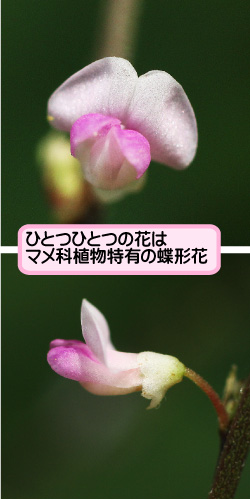 ヌスビトハギの画像その2。ひとつひとつの花はマメ科植物特有の蝶形花。