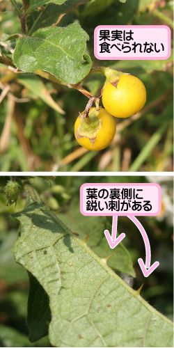 ワルナスビの画像その2。果実は食べられない。葉の裏側に鋭い刺がある。
