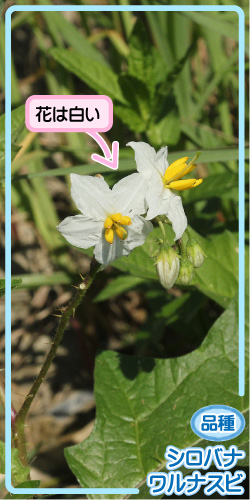 ワルナスビの画像その3。品種・シロバナワルナスビ。花は白い。