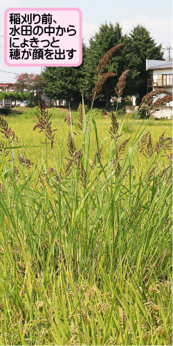 タイヌビエの画像その1。稲刈り前、水田の中からにょきっと穂が顔を出す。