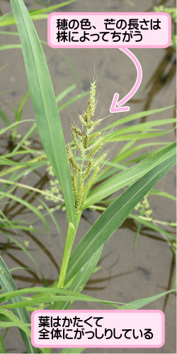 タイヌビエの画像その2。穂の色、芒の長さは株によってちがう。葉はかたくて全体にがっしりしている。