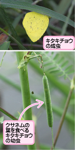 クサネムの画像その3。キタキチョウの成虫。クサネムの葉を食べるキタキチョウの幼虫。