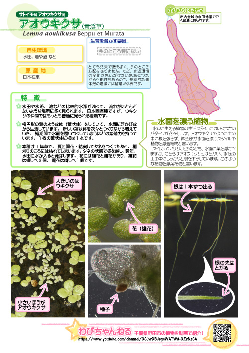 アオウキクサの図鑑