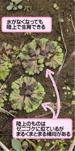 イチョウウキゴケの画像その2。水がなくなっても陸上で生育できる。陸上のものはゼニゴケに似ているがまるくまとまる傾向がある。