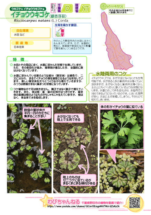 イチョウウキゴケの図鑑