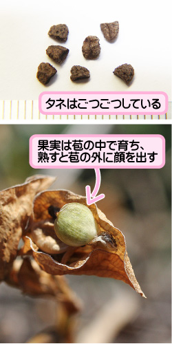 ツユクサの画像その2。タネはごつごつしている。果実は苞の中で育ち、熟すと苞の外に顔を出す。