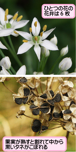 ニラの画像その3。ひとつの花の花弁は6枚。果実が熟すと割れて中から黒いタネがこぼれる。