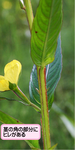 ヒレタゴボウの画像その2。茎の角の部分にヒレがある。