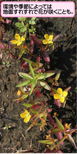ヒレタゴボウの画像その3。環境や季節によっては地面すれすれで花が咲くことも。