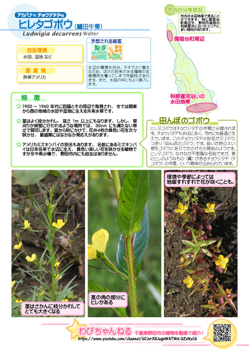 ヒレタゴボウの図鑑