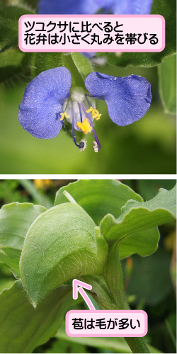 マルバツユクサの画像その2。ツユクサに比べると花弁は小さく丸みを帯びる。苞は毛が多い。