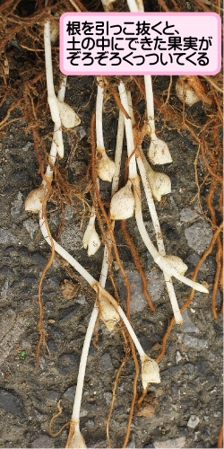 マルバツユクサの画像その3。根を引っこ抜くと、土の中にできた果実がぞろぞろくっついてくる。