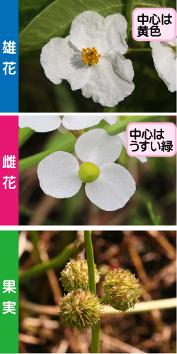 オモダカの画像その2。雄花。中心は黄色。雌花。中心はうすい緑。果実。