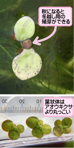 ウキクサの画像その2。秋になると冬越し用の殖芽ができる。葉状体はアオウキクサより丸っこい。