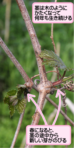 ノブドウの画像その3。茎は木のようにかたくなって何年も生き続ける。春になると、茎の途中から新しい芽がのびる。